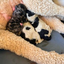 Ginger - Black and white female Bernedoodle puppy in Irmo, South Carolina from Kava Kennels