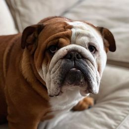 Eleanor - Bulldog