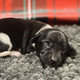 Holly - Piebald female Dachshund puppy in Portsmouth, Ohio from Tygart Creek Dachshunds