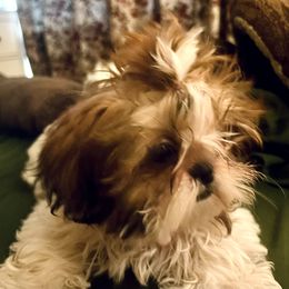 Peaches - Gold and white female Shih Tzu puppy in Buena Park, California from LowCol Ranch