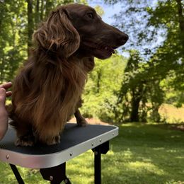 Charlie - Dachshund