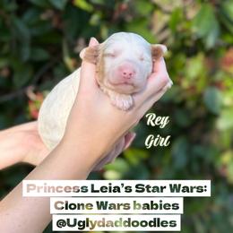 Rey - Parti female Goldendoodle puppy in Orangevale, California from Ugly Dad Doodles