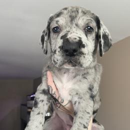 Great Dane Puppies from Ashli’s Great Danes