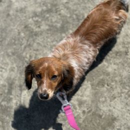 Francis - Dachshund