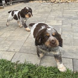 English Springer Spaniel Puppies from Little River English Springer Spaniels