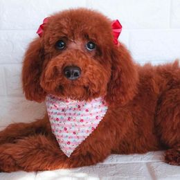 Harlow - Poodle