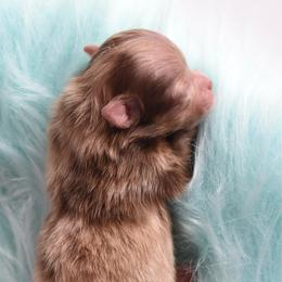 Dove - Chocolate merle female Pomeranian puppy in Westminster, Colorado from VanityPom’s