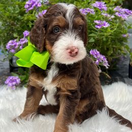 Joey - Tri-color male Bernedoodle puppy in The Woodlands, Texas from Gracie's Goldendoodles and Bernedoodles