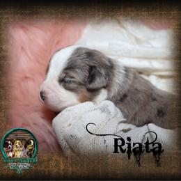 Riata - Blue merle female Toy Australian Shepherd puppy in Anson, Texas from Diamond Bar N Ranch