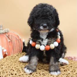 Glitter - Tri-color female Bernedoodle puppy in Scottsville, Kentucky from Barren River Bernedoodles and Poodles