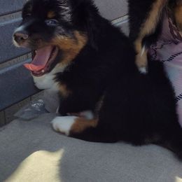Sadie - Black tri Miniature Australian Shepherd puppy in Charlotte, North Carolina from Dave's Mini Aussies