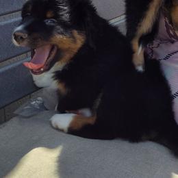 Sadie - Black tri Miniature Australian Shepherd puppy in Charlotte, North Carolina from Dave's Mini Aussies