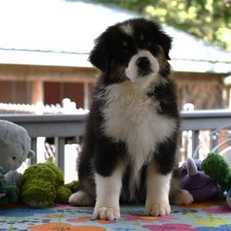 Girl 6 - female Australian Shepherd puppy in Lake Ann, Michigan from Star Australian Shepherds