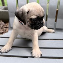 Clover - Fawn male Pug puppy in Moorefield, West Virginia from Wratchford Farms