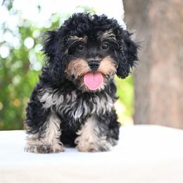 Westin - Black and tan male Cavapoo puppy in Lawton, Oklahoma from Lindsey’s Cavies