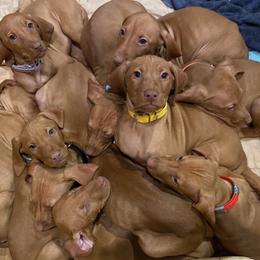 Vizsla Puppies from Carlson Vizslas