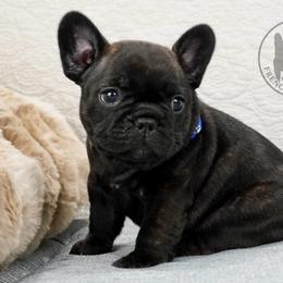Boy 2 - Brindle male French Bulldog puppy in Schaumburg, Illinois from A & B French Bulldogs