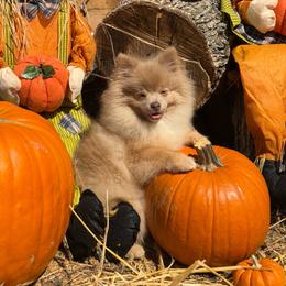 Supreme - Lavender male Pomeranian puppy in Stockton, California from Pommiepalace