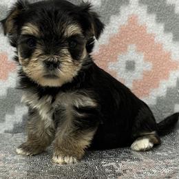 Amelia TEACUP - Black & tan tri-color female Morkie puppy in Monticello, Iowa from Ashley’s Puppies