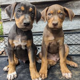 Catahoula Leopard Dogs from ArkieHoulas