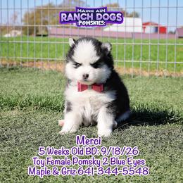 Merci - Black and white female Pomsky puppy in Humeston, Iowa from M.A.R. Dogs