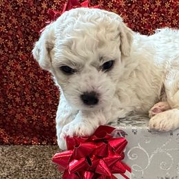 Bichon Frises from Peg's Bichons