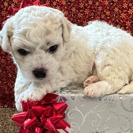 Bichon Frises from Peg's Bichons