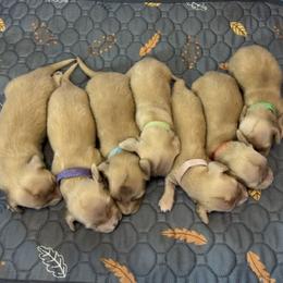 Dachshund puppies from Cotton Creek Dachshunds
