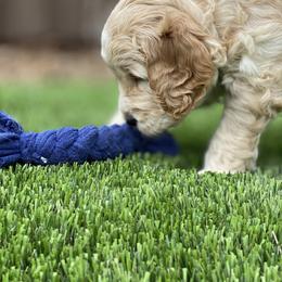 Goldendoodle Puppies from Temecula Creek Doodles
