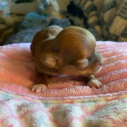 Penny - Chocolate female Chihuahua puppy in Red Bluff, California from Aye Chihuahua