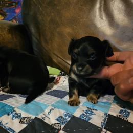 Puppy1 - Black and tan male Russian Toy puppy in San Diego, California from Chenier Russian toys