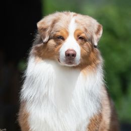 Cannon - Australian Shepherd