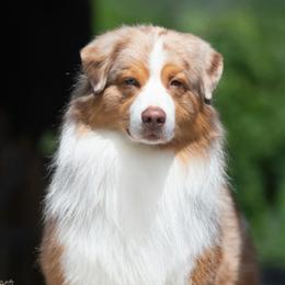 Cannon - Australian Shepherd