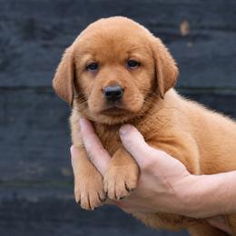 Angel Cake - Yellow female Labrador Retriever puppy in Morriston, Florida from Penny Lane Labradors