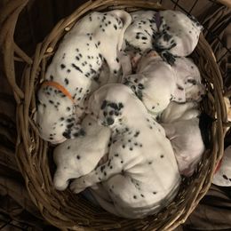 Dalmatian Puppies from Dalmatian Pandas