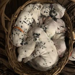 Dalmatian Puppies from Dalmatian Pandas
