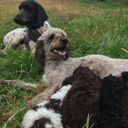Poodles from Pleasant Valley Farm Poodles