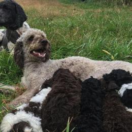 Poodles from Pleasant Valley Farm Poodles