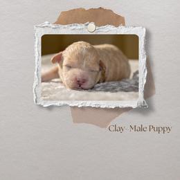 Clay - Apricot male Poodle puppy in Rochester, New York from Mellies Miniature Poodles