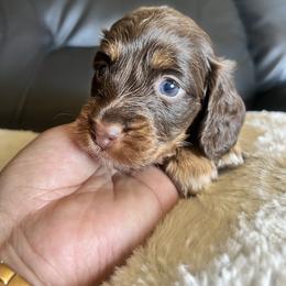 Freya - Chocolate and tan female Dachshund puppy in Highland, California from BAES Teufelshunde