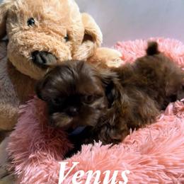 Venus - Chocolate female Shih Tzu puppy in Ocala, Florida from Mimi's Shih-tzus of Ocala
