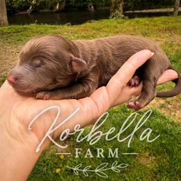 Taco - Red male Aussiedoodle puppy in Mulino, Oregon from Korbella Farm