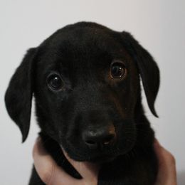 Golden Retriever and Labrador Retriever Puppies from Trenlock Kennels