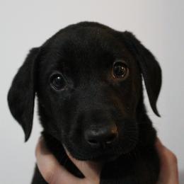 Golden Retriever and Labrador Retriever Puppies from Trenlock Kennels