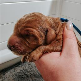 Seahawk - Red  male Goldendoodle puppy in Everett, Washington from Big Top Doodles