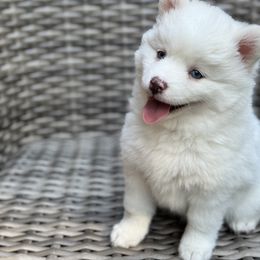 Pomsky Puppies from Granite State Pomskies