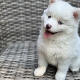 Pomsky Puppies from Granite State Pomskies
