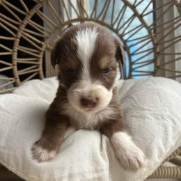 Blitzen - Red tri-color male Australian Shepherd puppy in Grants Pass, Oregon from Carmel Mountain Aussies