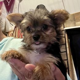 FG5 Lexi - Black and gold Yorkshire Terrier puppy in Blythe, California from California AKC Maltese & Yorkies
