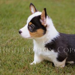 Belladonna (Bella) - Black and tan female Pembroke Welsh Corgi puppy in Benton, Arkansas from High Cotton Corgis